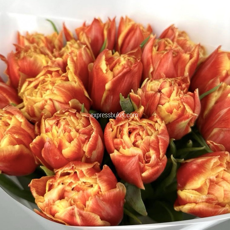 Тюльпановая нежность