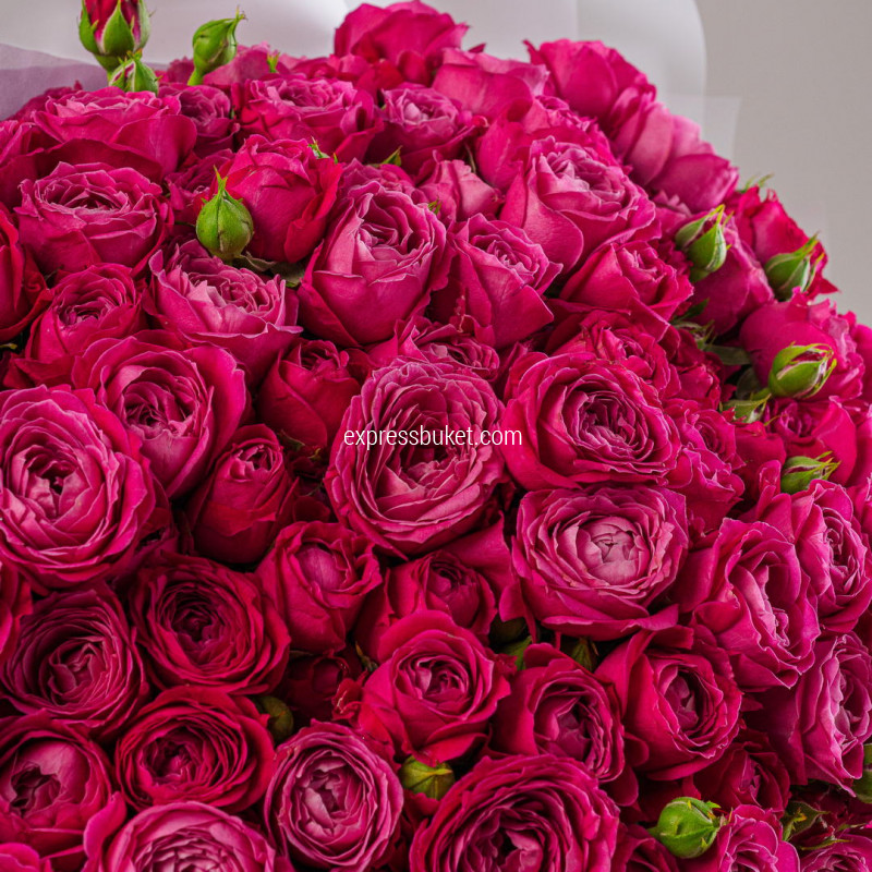 Букет из 35 пионовидных роз Мисс Баблз 