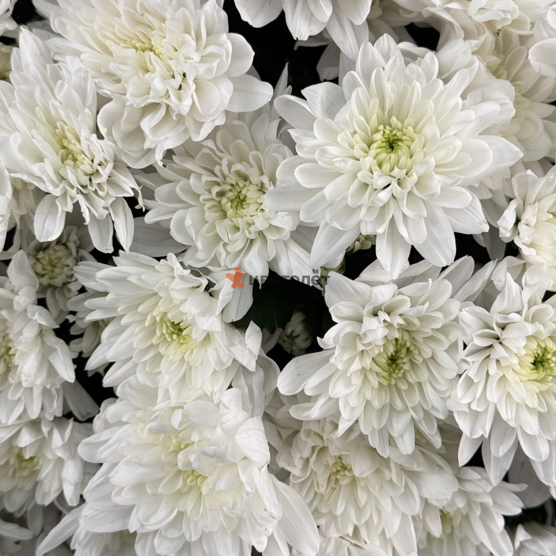 Большое облако из хризантем